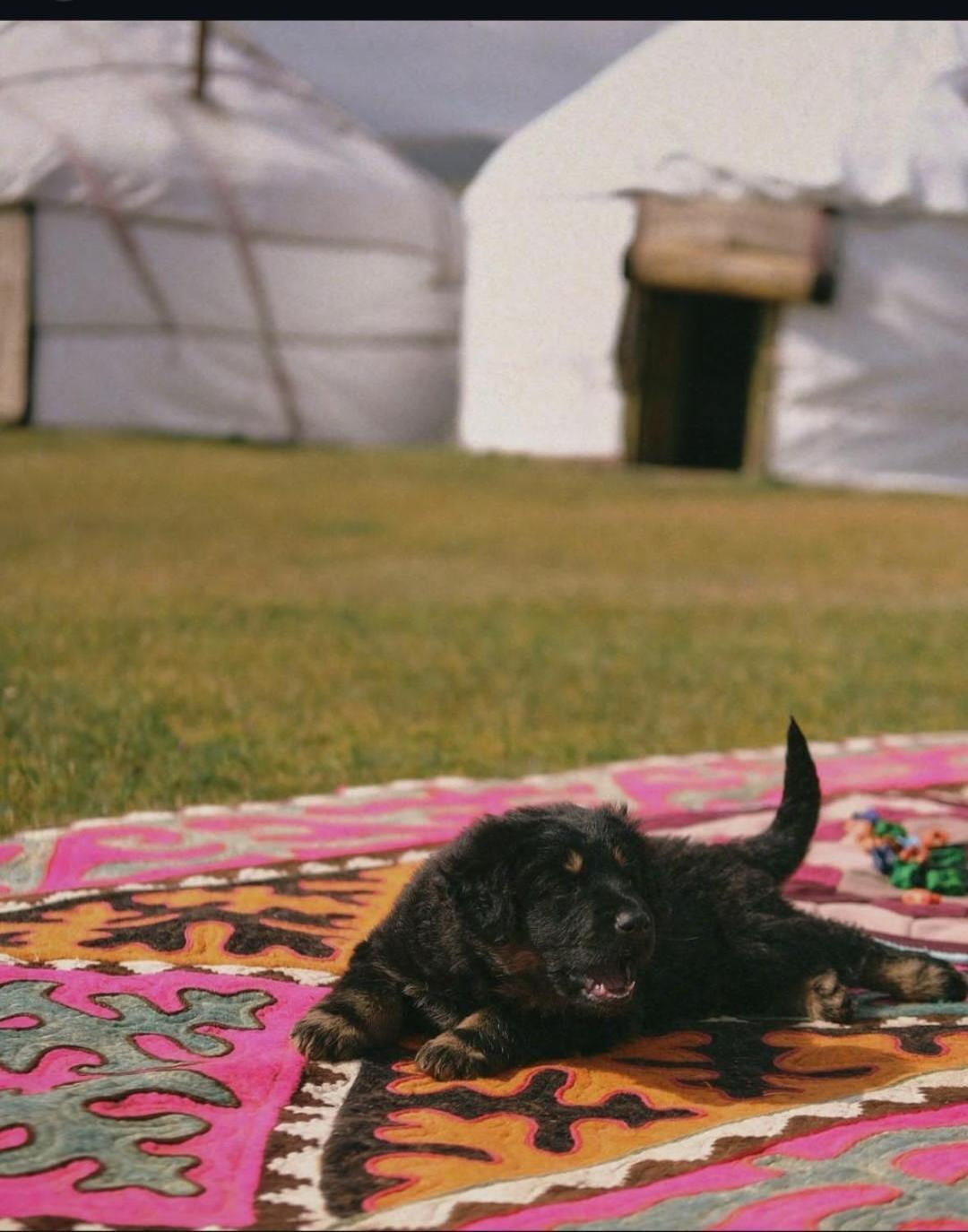 Zalkar Yurt Camp Hotel Song-Kul ภายนอก รูปภาพ